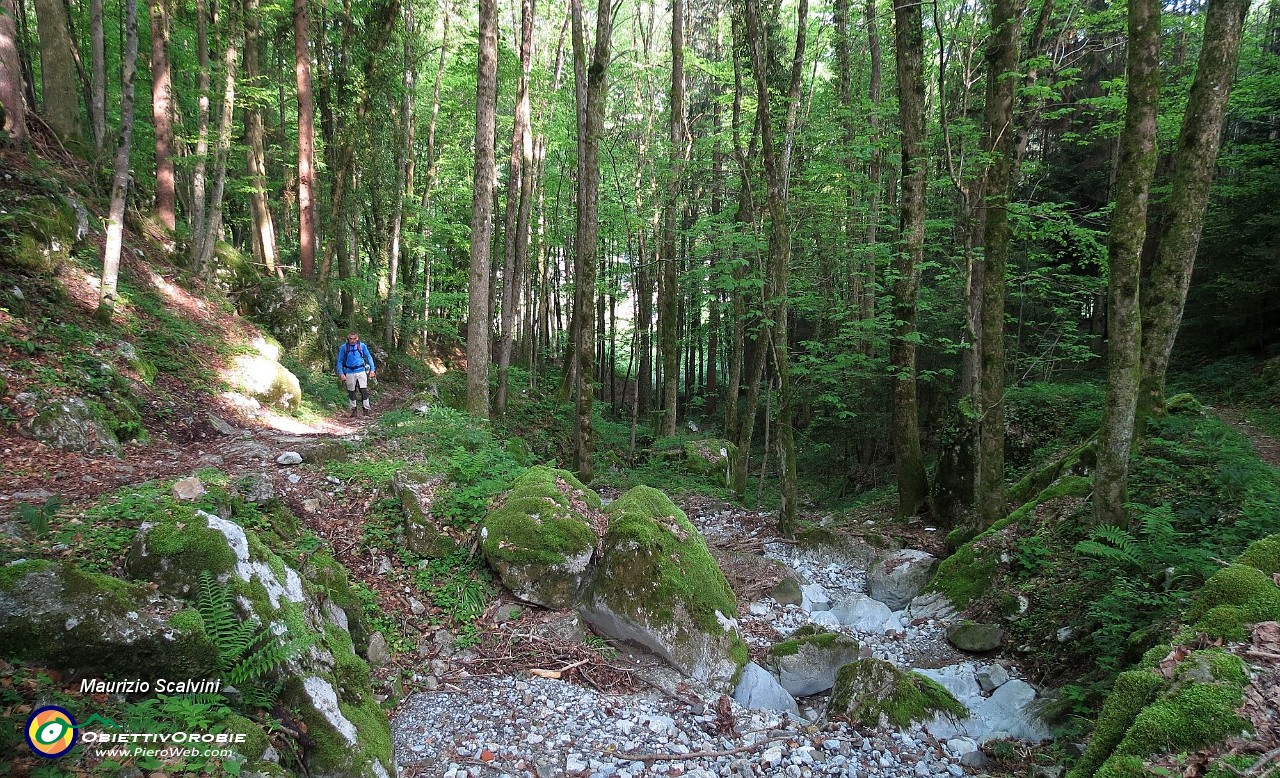 06 Si viaggia nel bosco....JPG